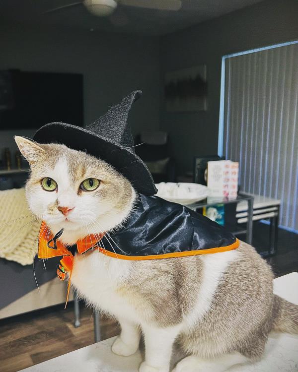 /Images/uploads/The Murphee and Sugar Angel Foundation/murpheeandsugar-pet-photo-contest-fundraiser/entries/27841thumb.jpg
